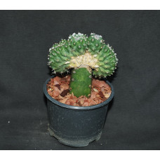 Turbinicarpus lophophoroides cristata