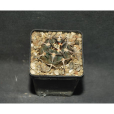 Gymnocalycium piltziorum