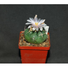 Thelocactus hexaedrophorus Villa Juarez