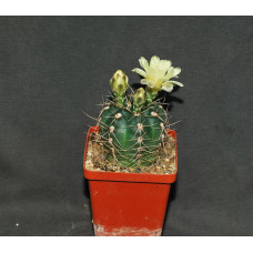 Gymnocalycium andreae