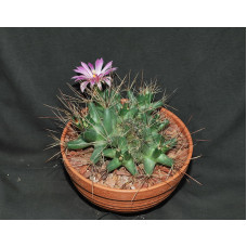 Coryphantha runyonii