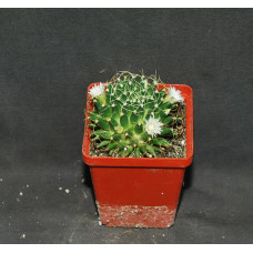 Mammillaria camptotricha