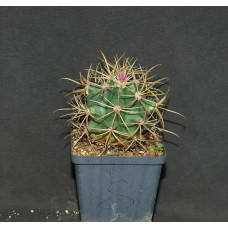 Ferocactus acanthodes