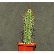 Eulychnia iquiquensis