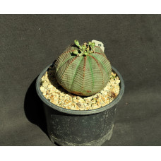 Euphorbia obessa