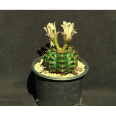 Gymnocalycium damsii v centrispinum STO984