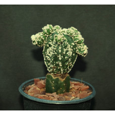 Astrophytum cv Haku-Jo