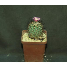 Turbinicarpus polaskii X viereckii