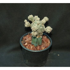 Astrophytum cv Hubuki
