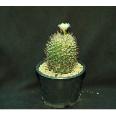 Turbinicarpus roseiflorus v albiflorus
