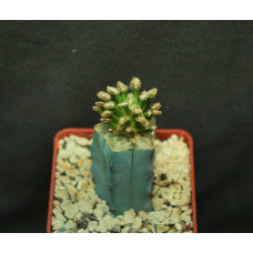 Mammillaria bertholdii