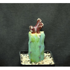 Monvillea spegazzinii monstrosa