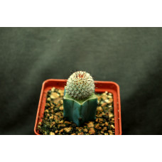 Mammillaria perezdelarosae v andersoniana