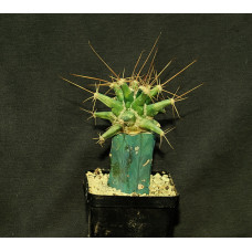 X FEROBERGIA (ferocactus fordii x leuchtenbergia principis)