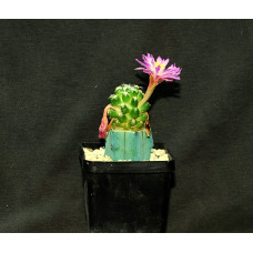 Mammillaria roczekii