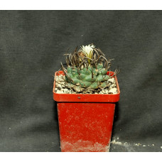 Turbinicarpus klinkerianus SB275