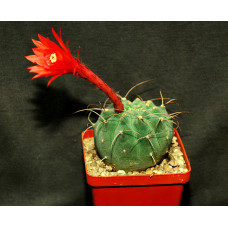 Matucana madisoniorum