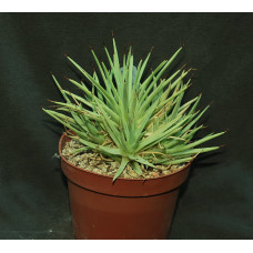 Agave stricta f nana