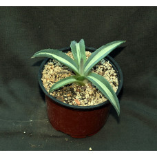 Agave americana f mediopicta