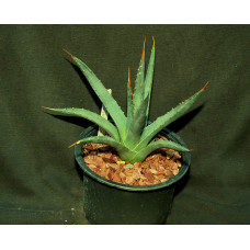 Agave utahensis