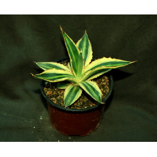 Agave lophantha f quadricolor