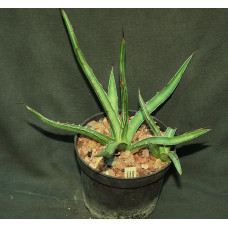 Agave sp Camargo, Chihuahua