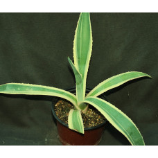 Agave americana f variegata