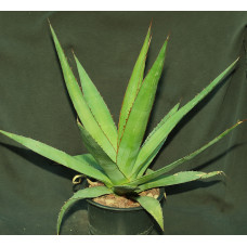 Agave impressa