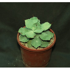 Agave potatorum f minima