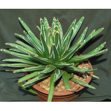 Agave victoria-reginae