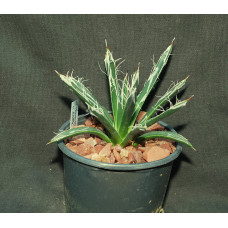 Agave toumeyana v bella