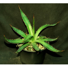 Agave horrida v  perotensis
