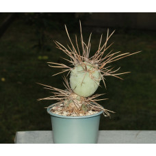 Tephrocactus aorocanthus