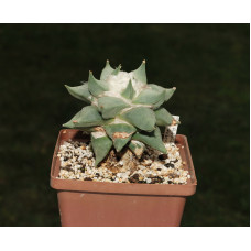 Ariocarpus retusus 'furfuraceus' San Roberto