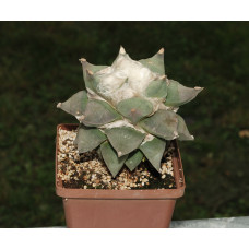 Ariocarpus retusus 'furfuraceus' 