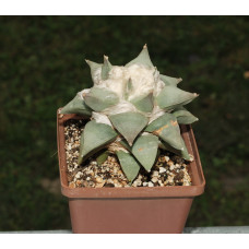 Ariocarpus retusus 'furfuraceus' CSD157