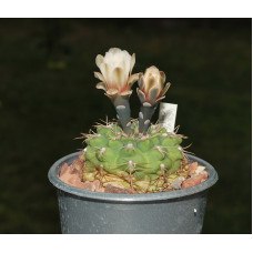 Gymnocalycium kieslingii v castaneum VS50