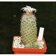 Escobaria strobiliformis