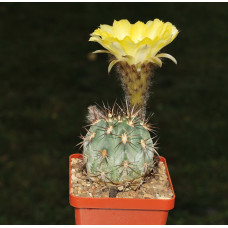 Acanthocalycium glaucum