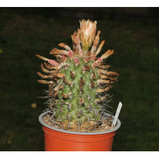 Neoporteria wagenknechtii v multiflora KK49