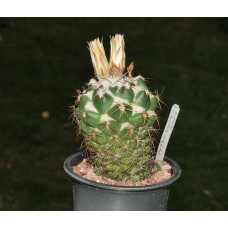 Coryphantha sp Carpinteros HGO
