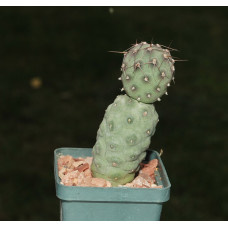 Tephrocactus geometricus