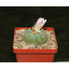Lophophora decipiens