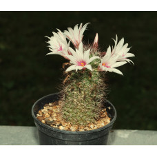 Mammillaria fraileana