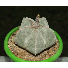 Astrophytum myriostigma f ratunda