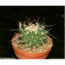 Thelocactus freudenbergeri