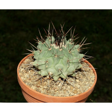 Thelocactus lophothele