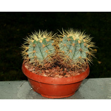 Ferocactus glaucescens