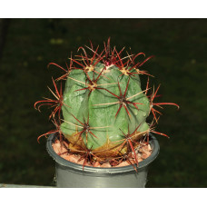 Ferocactus emoryi