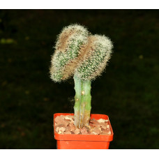 Sulcorebutia hertusii f cristata